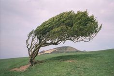 a lone tree in the middle of a grassy field