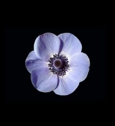 an overhead view of a blue flower on a black background