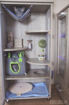 a cat sitting on top of a shelf in a closet