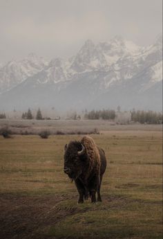 a bison standing in the middle of a field with mountains in the background