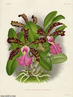 an illustration of pink flowers and green leaves