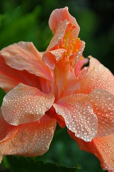 an orange flower with water droplets on it