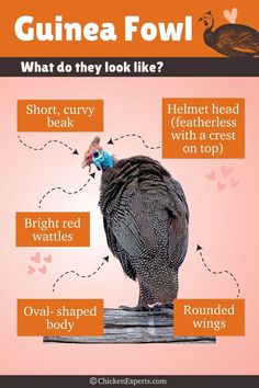 What Do Guinea Fowls Look Like Incubating Eggs, Chicken Farmer, Helmet Head, Colored Eggs, Raise Chickens, Facial Tattoos, Long Eyelashes, Guinea Fowl, Backyard Farming