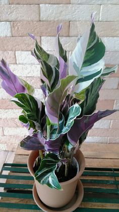 a potted plant sitting on top of a wooden table