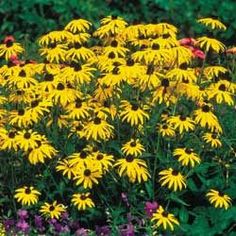 yellow and purple flowers in a garden with lots of green leaves on the top right