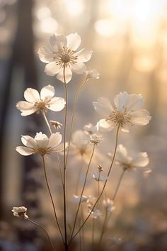 some white flowers are in the sunlight