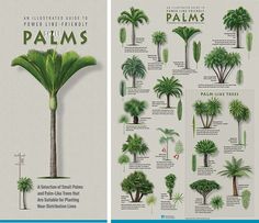 an illustrated guide to palm trees is shown in two separate images, one showing the different types