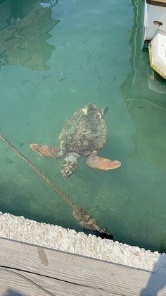 a large turtle swimming in the water next to a dock with a rope tied around it's neck