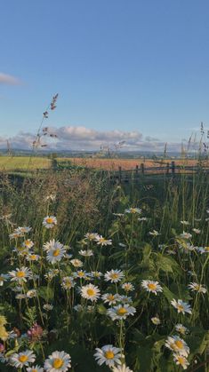 wildflowers and grasses in the foreground on a sunny day