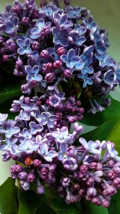 purple lilacs with green leaves on white surface