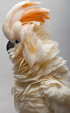 a close up of a white and orange bird with feathers on it's head