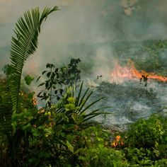 the fire is burning through the trees and bushes