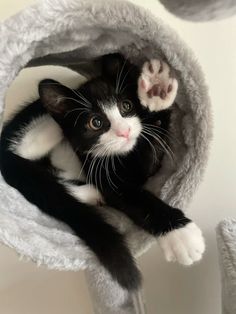 a black and white cat is laying in a grey kitty bed with paws on it's head