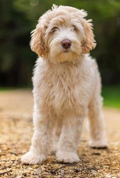 a small white dog standing on top of a gravel road with trees in the background