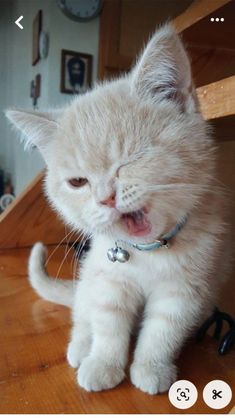 a white kitten sitting on top of a wooden table