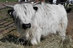 the long haired yak is standing in its pen with other cows behind it and eating hay