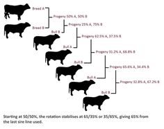 a line up of cows that are labeled in different numbers and sizes, with the names of each