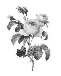 size: 20x16in Stretched Canvas Print: Rosa Centifolia - Noir by The Vintage Collection : Using advanced technology, we print the image directly onto canvas, stretch it onto support bars, and finish it with hand-painted edges and a protective coating. Witch Tattoo, Engraved Flower, Botanical Poster, Rock Design, Painting Edges, Stretched Canvas Prints, The Vintage, Find Art