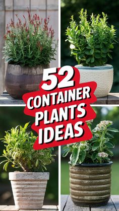 four different types of plants in pots with the words 52 container plants ideas on them