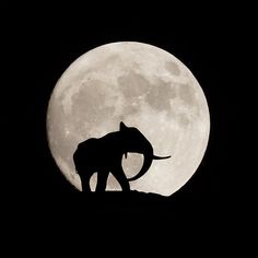 an elephant is silhouetted against the full moon