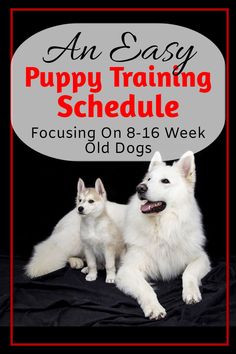 two white dogs sitting next to each other on top of a black background with the words an easy puppy training schedule focusing on 8 - 16 week old dogs