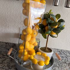 a bunch of lemons sitting on top of a metal tray next to a potted plant