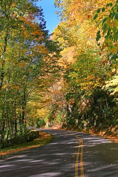 an empty road surrounded by trees in the fall