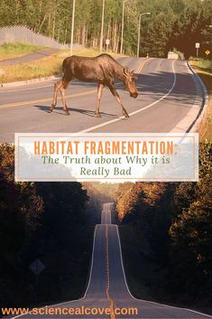 a cow walking down the middle of a road with trees in the background and text that reads, habitat fragmentation the truth about why it is really bad