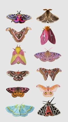 the moths are all different colors and sizes