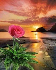 a pink rose sitting on top of a green plant next to the ocean at sunset