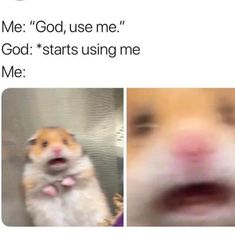 a hamster with its mouth open and the caption me god, use me god starts using me me