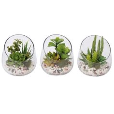 three glass vases filled with plants on top of rocks and gravel in each one