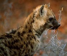 a hyena eating some leaves from a tree in the wild with it's eyes closed