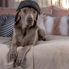 a dog wearing a hat sitting on top of a couch with pillows and pillows behind it