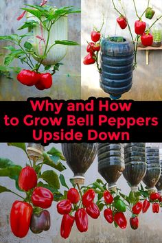 red peppers hanging from the side of a building with text overlay that reads, why and how to grow bell peppers upside down