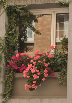 pink flowers in a window box on the side of a building