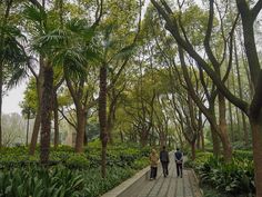 three people walking down a walkway between trees