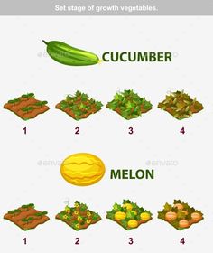 the stages of growing vegetables from seed to plant - food objects illustrations on separate layers