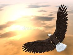 an eagle flying through the air with its wings spread