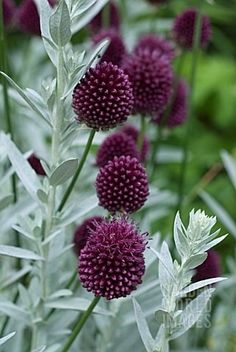 purple flowers are blooming in the garden