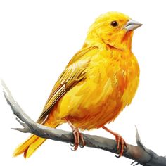 a yellow bird sitting on top of a tree branch