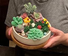 a person holding a small potted plant in their hands with succulents on it