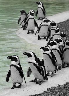 a group of penguins standing next to each other on the shore line near some water