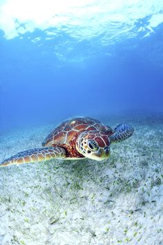 a turtle swimming in the ocean with grass and seaweed on the bottom of it