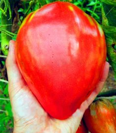 a heart shaped tomato being held by someone's hand in front of green leaves