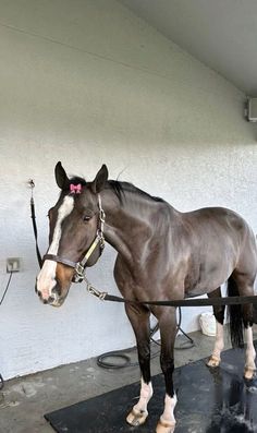 a brown horse standing on top of a black mat