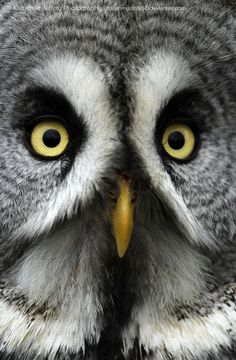 an owl with yellow eyes is looking at the camera