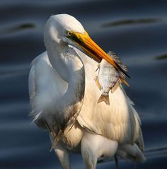 a large white bird with a fish in its mouth