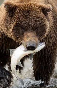 a brown bear with a fish in its mouth