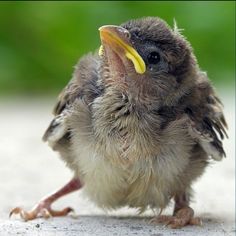 a small bird with a yellow beak on it's head sitting on the ground